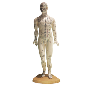 Akupunktur menneskemodel