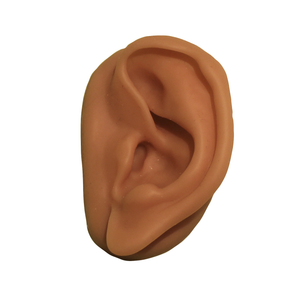 Anatomisk øre